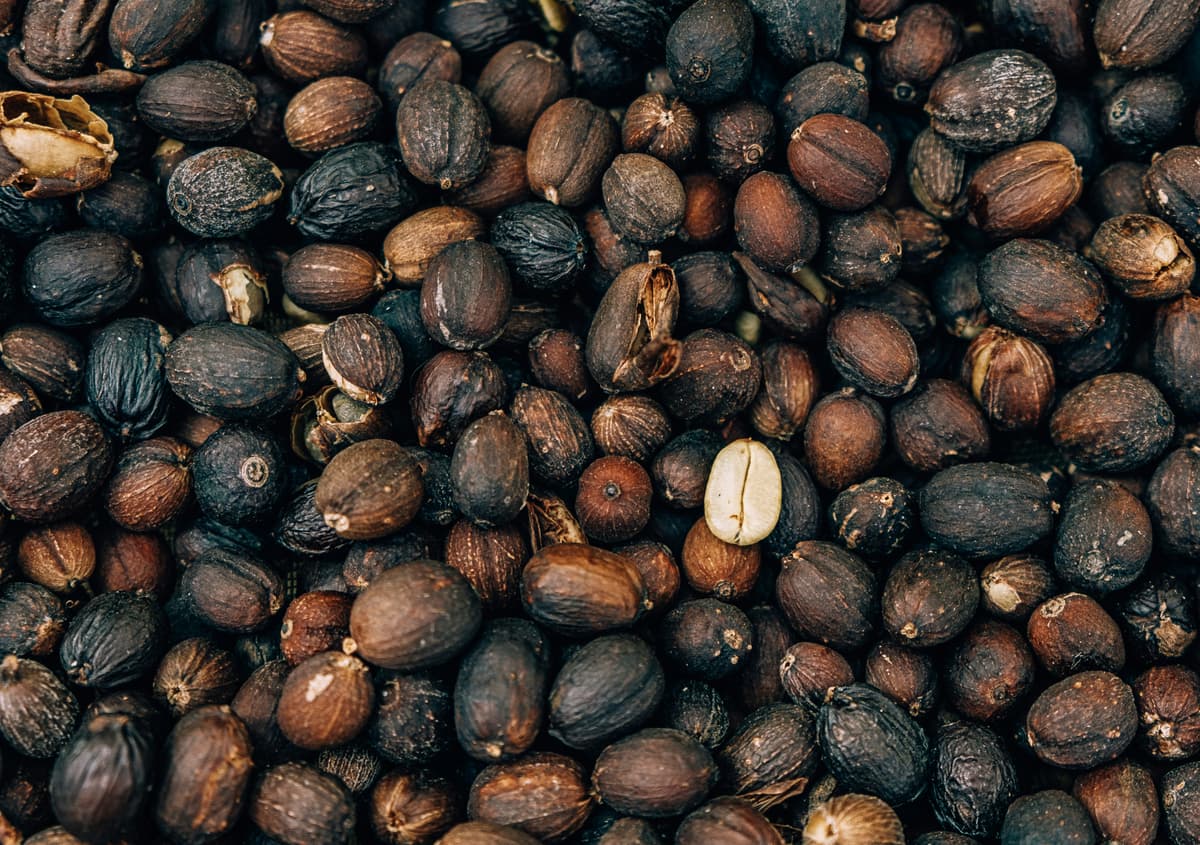 Freshly roasted coffee beans cooling on a roastery cooling tray
